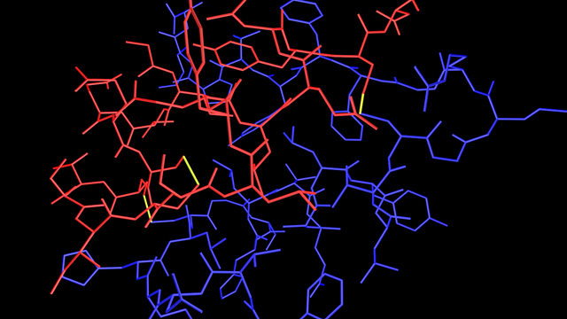 Insulin showing disulphide bonds.