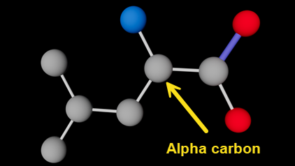 Leucine molecule.